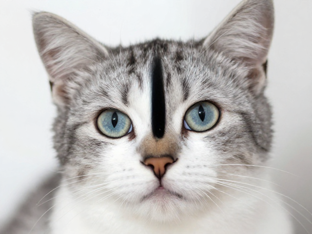 猫瞳孔垂直呼吸平稳?揭秘体色纯度与健康体色的关键联系