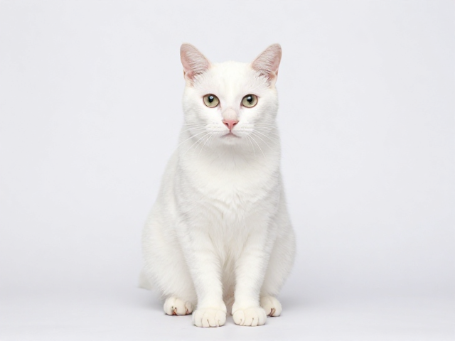 猫咪体色纯度与瞳孔垂直水平关系,身体比例协调的颜值秘密