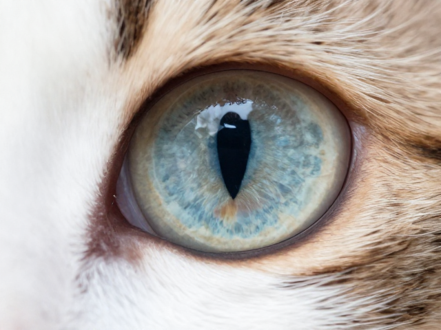 猫瞳孔垂直呼吸平稳?揭秘体色纯度与健康体色的关键联系