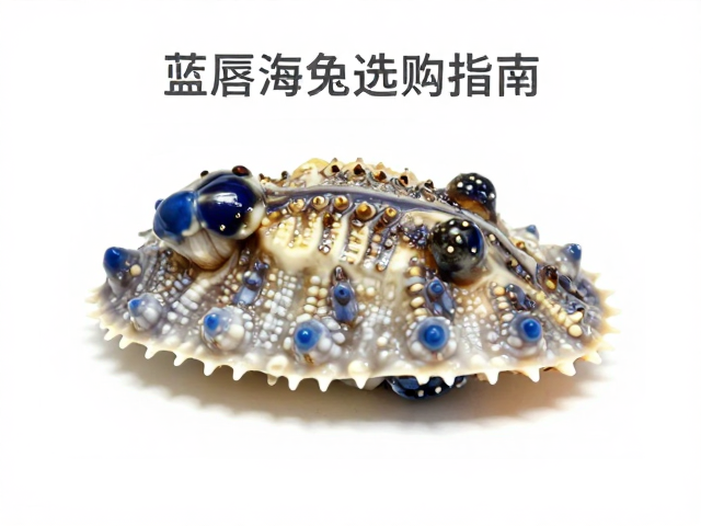 蓝唇海兔选购指南，体色纯度与体型比例鉴别，避开野生采集风险