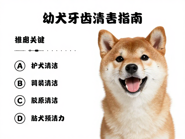 柴犬起源与健康,幼犬牙齿清洁指南,健康检查报告解读