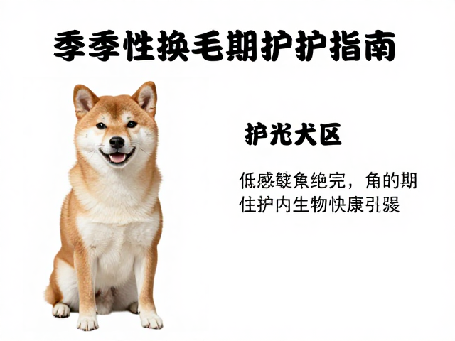 柴犬起源,日本古老犬种季节性换毛期护理指南