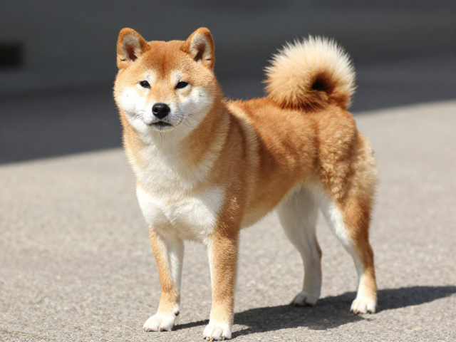 柴犬起源于日本,警觉性高,但不耐极热极冷需注意