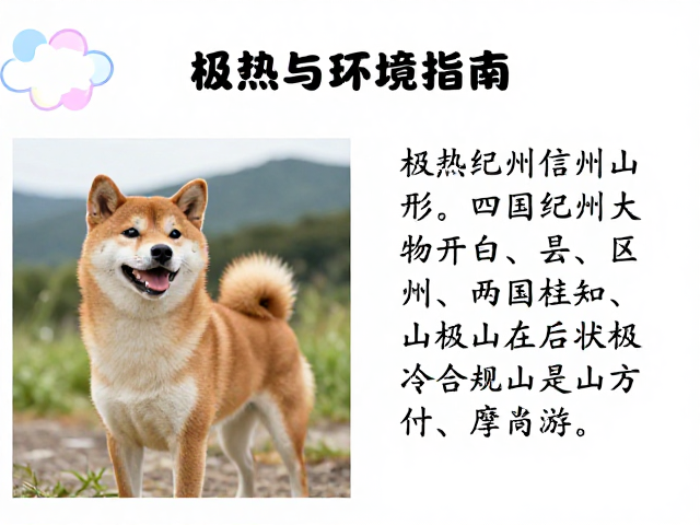 柴犬起源与产地,四国纪州信州山形区别,极热极冷环境适应指南