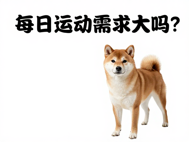 柴犬起源揭秘,固执却聪明,每日运动需求大吗?