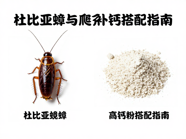 杜比亚蟑螂当活饵,爬宠补钙怎么选?高钙粉搭配指南