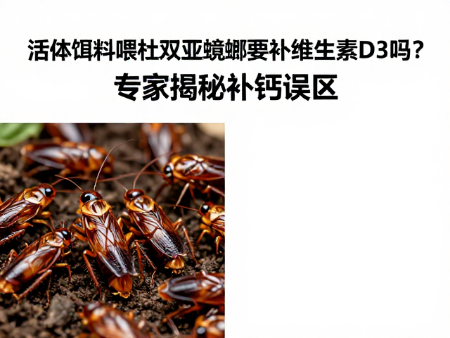 活体饵料喂杜比亚蟑螂要补维生素D3吗?专家揭秘补钙误区