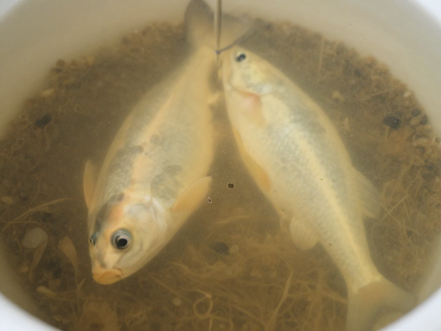 活体饵料清洁消毒技巧,添加卵磷脂促生长防感染