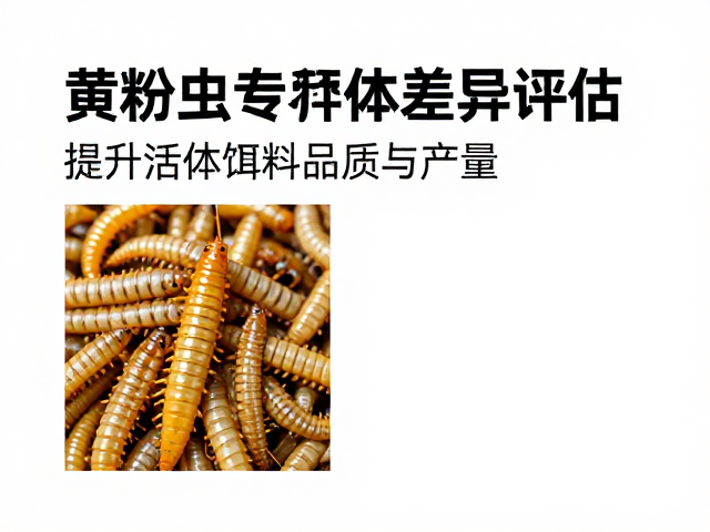 黄粉虫养殖个体差异评估,提升活体饵料品质与产量