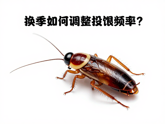 樱桃蟑螂活饵饲养,换季如何调整投喂频率?