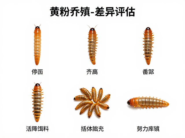 黄粉虫养殖个体差异评估,提升活体饵料品质与产量