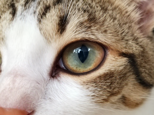 猫眼分泌物多?观察行为判断是否需清洁缸体与眼部