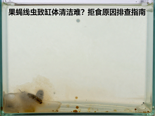 果蝇线虫致缸体清洁难?拒食原因排查指南
