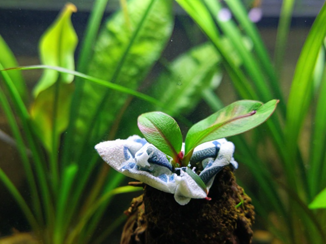缸体清洁用轻柔抓取?选对栖息地植物更关键