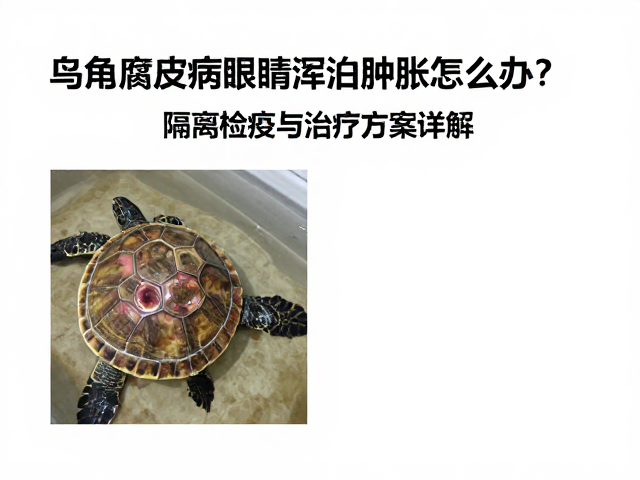 乌龟腐皮病眼睛浑浊肿胀怎么办?隔离检疫与治疗方案详解