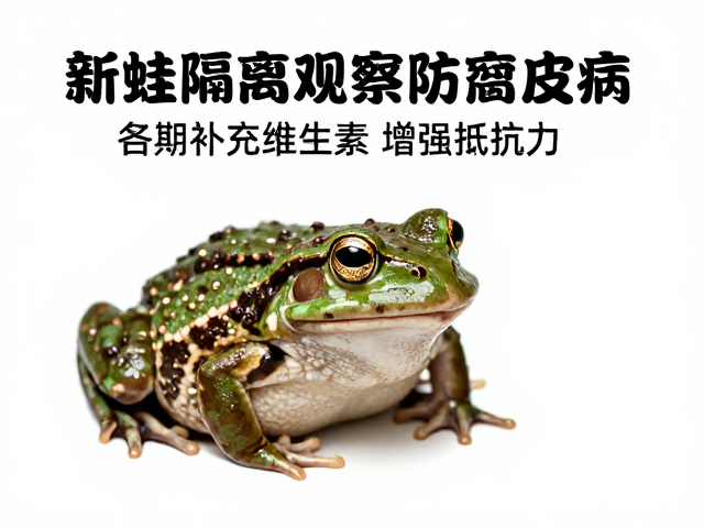 新蛙隔离观察防腐皮病,定期补充维生素增强抵抗力