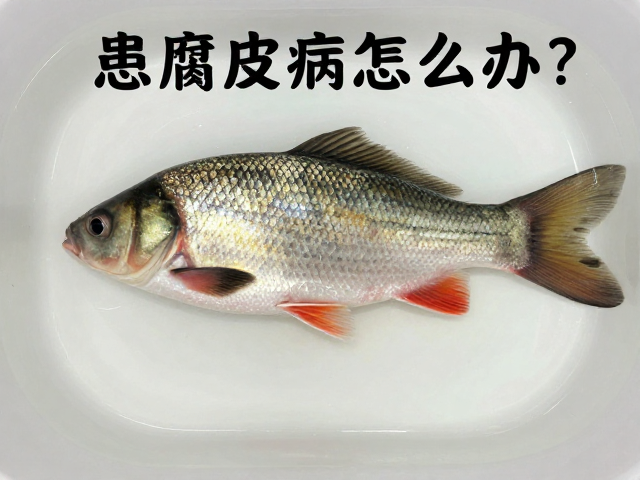 鱼患腐皮病怎么办?观察体表症状,控制水温稳定快速恢复