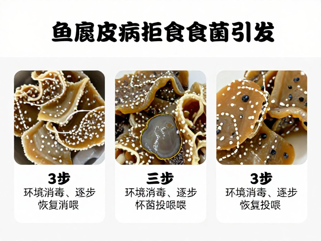 鱼腐皮病拒食食欲不振?真菌感染引发,3步快速杀菌消炎