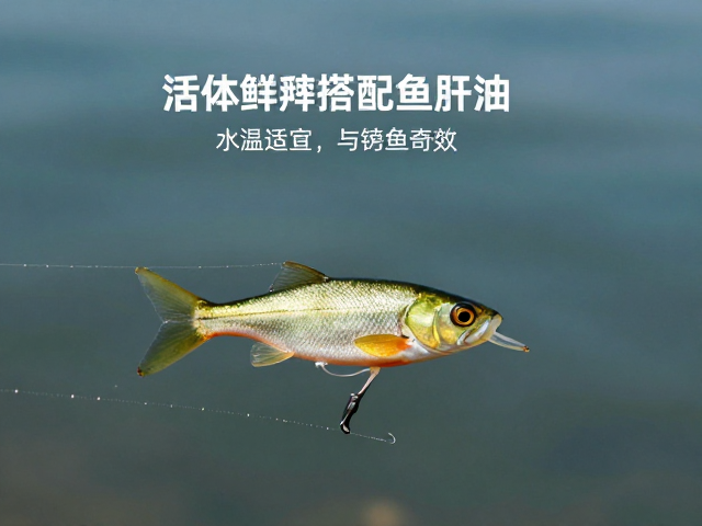 活体饵料搭配鱼肝油,水温适宜范围与诱鱼奇效