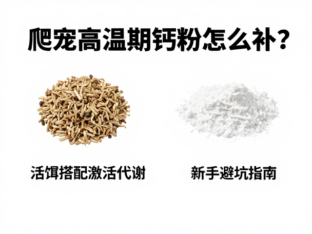 爬宠高温期钙粉怎么补？活饵搭配激活代谢，新手避坑指南
