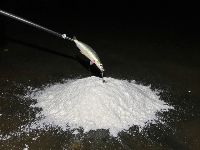 活体饵料夜喂技巧，裹粉喂养防闹窝，提升夜间咬钩率