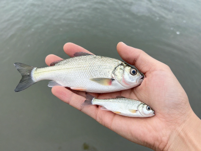 活体饵料钓深水浅水，如何避免鱼肥胖风险？