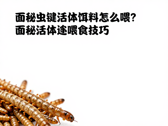 活体饵料怎么喂?面包虫过量喂食危害大,揭秘活体追逐喂食技巧