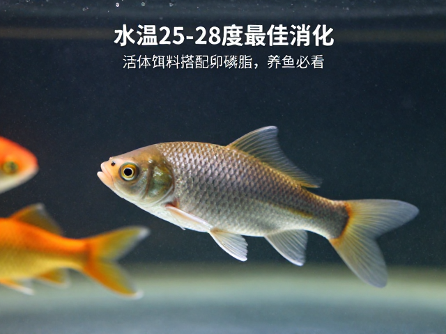 水温25-28度最佳消化!活体饵料搭配卵磷脂,养鱼必看