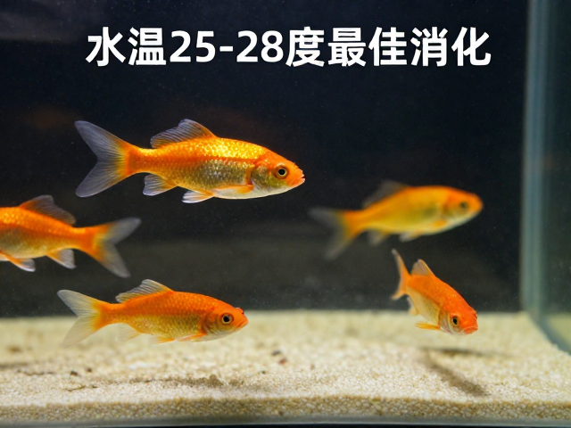 水温25-28度最佳消化!活体饵料搭配卵磷脂,养鱼必看