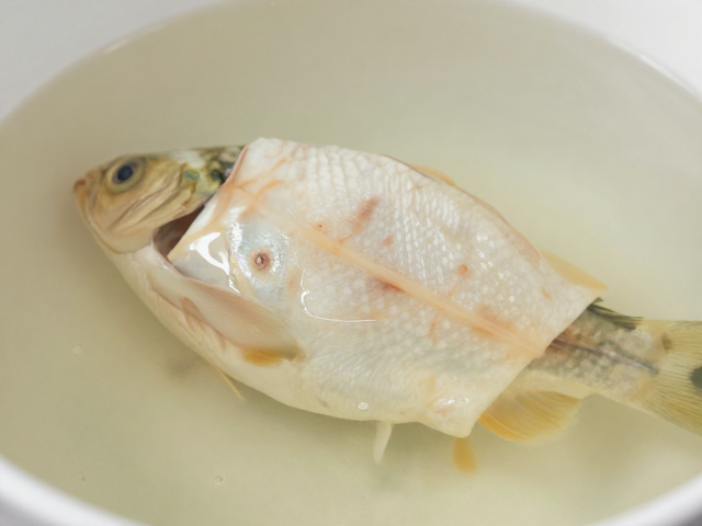 鱼腐皮病用抗生素药浴?先观察体表症状再用药