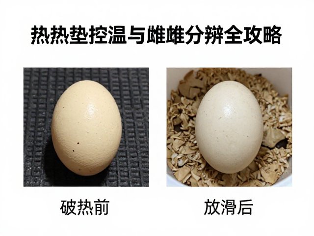 龟蛋孵化期记录，加热垫控温与雌雄分辨全攻略