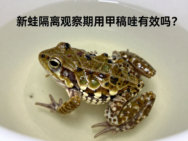蛙腐皮病怎么治?新蛙隔离观察期用甲硝唑有效吗?