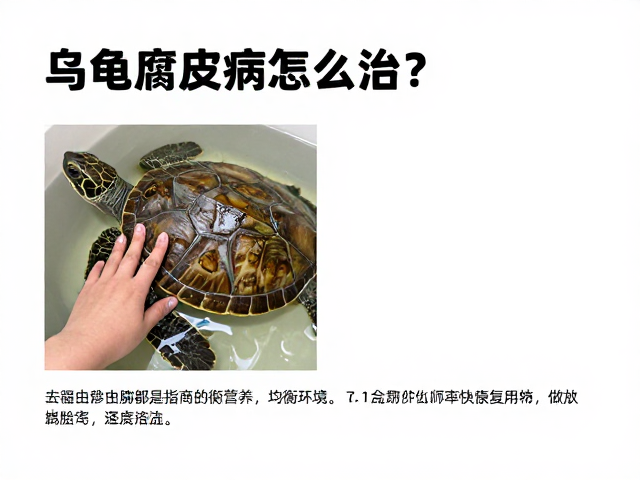 乌龟腐皮病怎么治?提供安静环境与均衡营养,快速康复指南