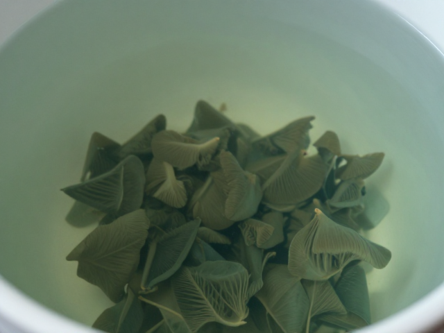 缸体清洁与湿度控制,观察自然行为的最佳实践