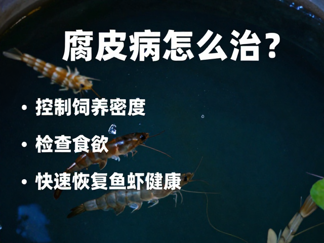 腐皮病怎么治?控制饲养密度,检查食欲,快速恢复鱼虾健康