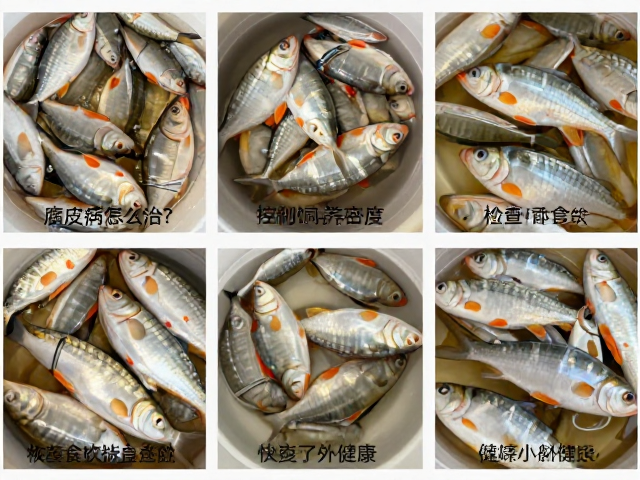 腐皮病怎么治?控制饲养密度,检查食欲,快速恢复鱼虾健康