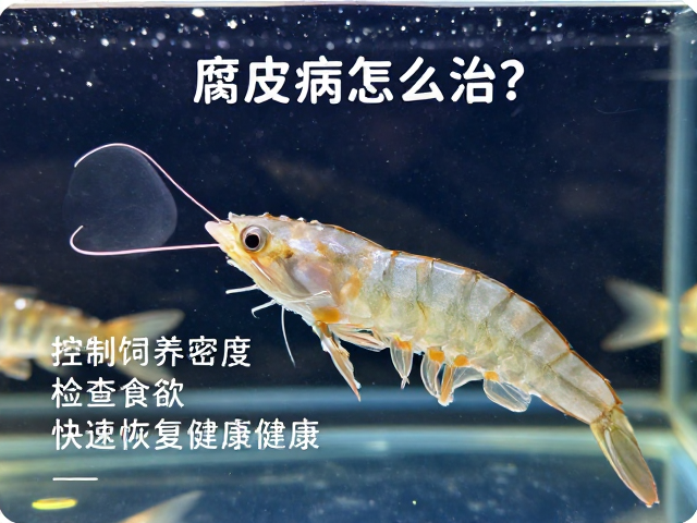 腐皮病怎么治?控制饲养密度,检查食欲,快速恢复鱼虾健康