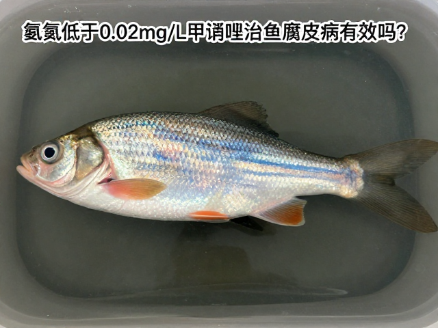 氨氮低于0.02mg/L甲硝唑治鱼腐皮病有效吗?