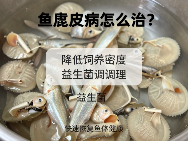 鱼腐皮病怎么治?降低饲养密度,益生菌调理,快速恢复鱼体健康