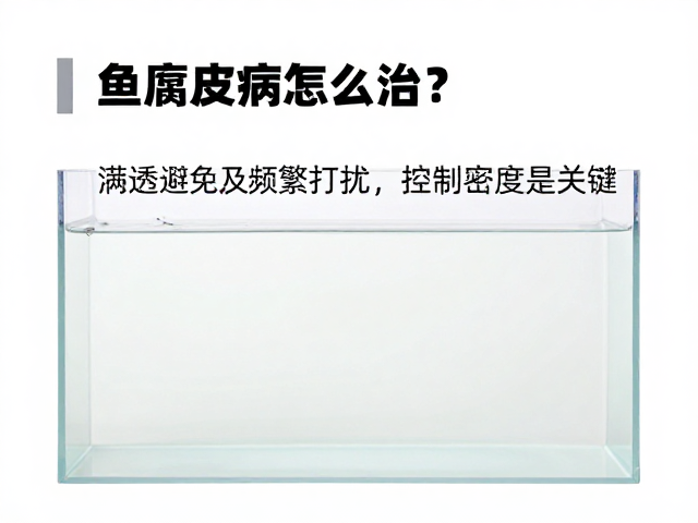鱼腐皮病怎么治?避免频繁打扰,控制密度是关键