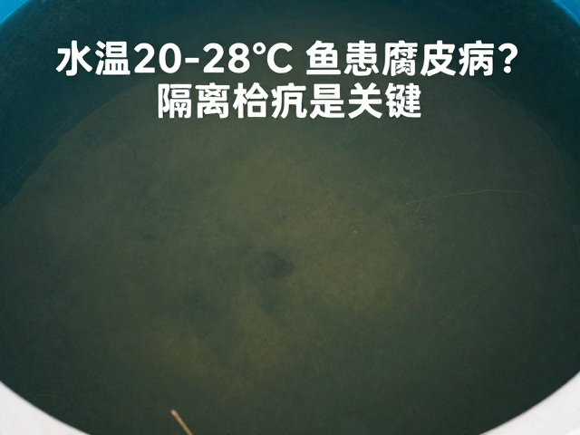 水温20-28℃鱼患腐皮病?隔离检疫是关键