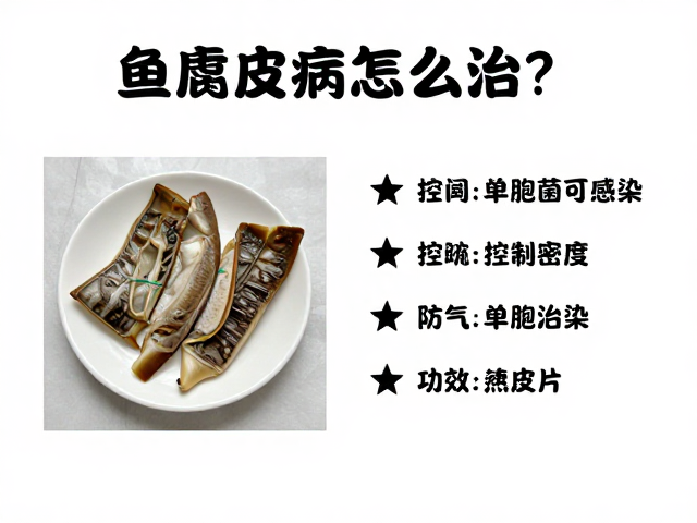 鱼腐皮病怎么治?控制密度防气单胞菌感染