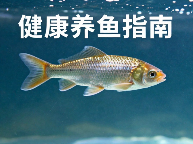 水温20-28℃防鱼腐皮病,逐步减少药物使用,健康养鱼指南