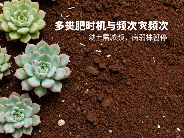 泥炭土基质的特殊考量