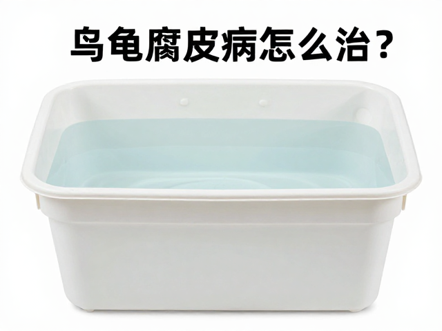 乌龟腐皮病怎么治？消毒饲养容器，定期换水消毒全攻略