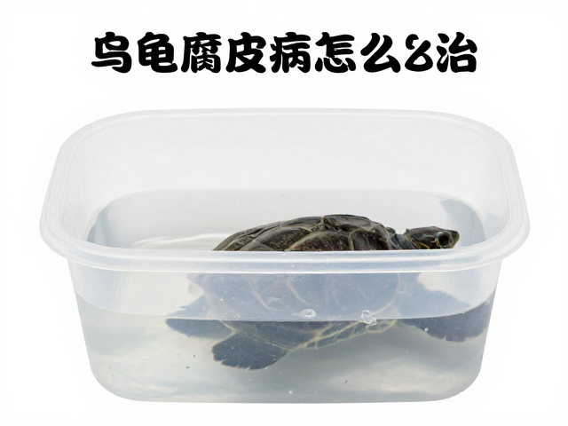 乌龟腐皮病怎么治？消毒饲养容器，定期换水消毒全攻略