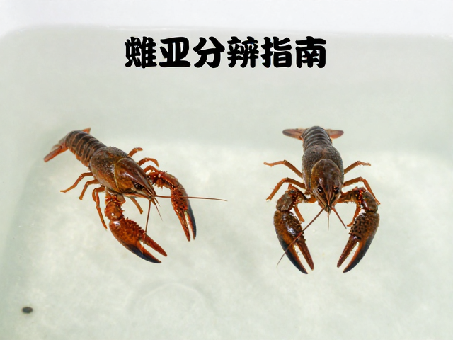 小龙虾育苗池雌雄分辨技巧,微小猎物尺寸投喂指南