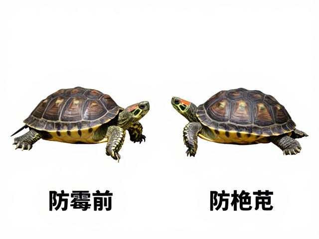 乌龟雌雄分辨与陆栖适应，防霉变饲养指南