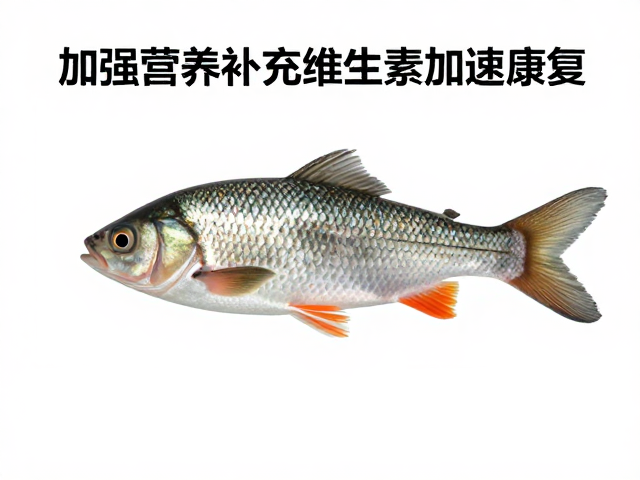 鱼患腐皮病怎么办?加强营养补充维生素加速康复
