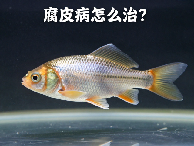 腐皮病怎么治?观察体表症状,保持水质清洁,快速恢复鱼体健康